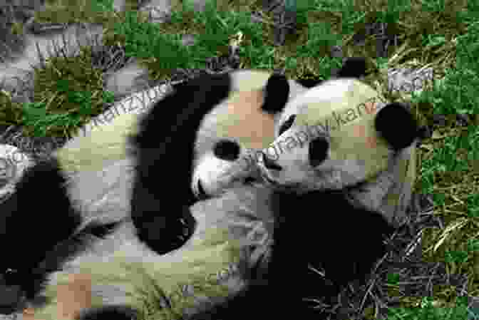 A Heartwarming Moment As A Panda Family Cuddles Together, Exuding Love And Togetherness National Geographic Readers: Pandas Anne Schreiber