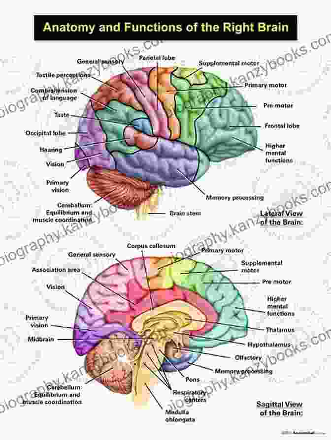 Intricate And Detailed Diagram Showcasing The Various Structures And Regions Of The Human Brain, Providing A Comprehensive Overview Of Its Anatomy The Encyclopedia Of The Brain And Brain DisFree Downloads (Facts On File Library Of Health Living)